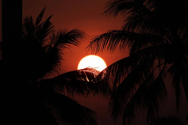 Nahaufnahme Des Sonnenuntergangs Hinter Kokospalmen — Stockfoto