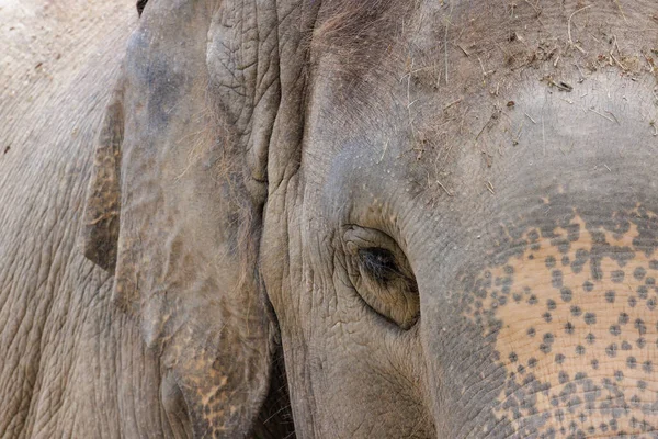 Primo Piano Dell Occhio Destro Dell Elefante — Foto Stock