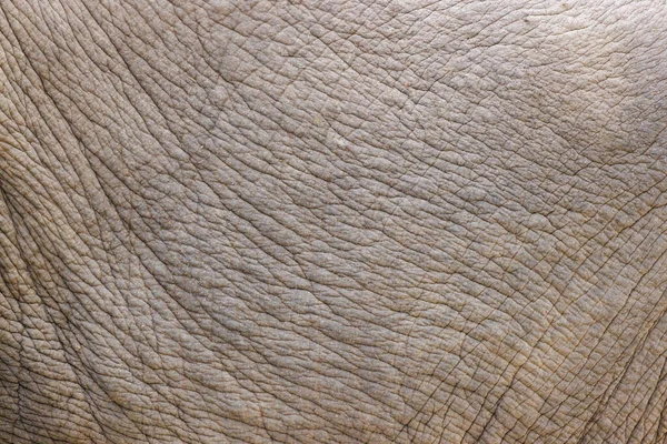 Close Elephant Skin — Stock Photo, Image