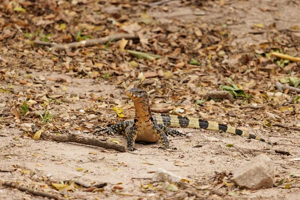 Pequeño Monitor Agua Asiático Varanus Salvator Levanta Cabeza Busca Algo — Foto de Stock