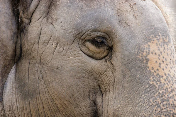 Крупный План Правого Слона — стоковое фото