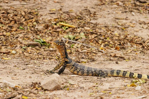 Pequeño Monitor Agua Asiático Varanus Salvator Levanta Cabeza Busca Algo — Foto de Stock