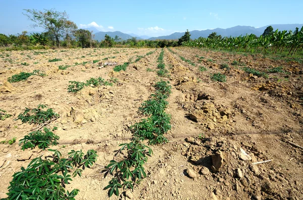 Cassava farm in countryside of Thailand — Stock Photo, Image