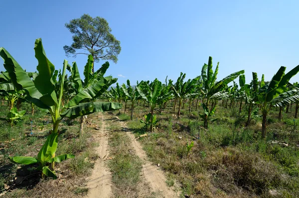 Banánový pole s modrou oblohu, Thajsko — Stock fotografie