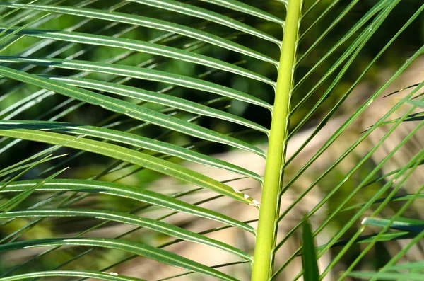 苏铁类植物绿色叶子. — 图库照片