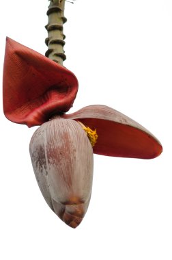 muz çiçeği
