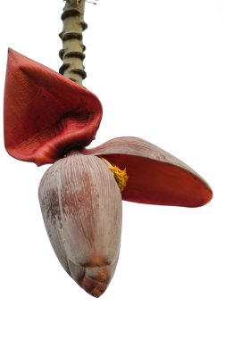 Banana flower clipart
