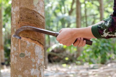 lateks kauçuk ağacı üzerinden dokunarak.