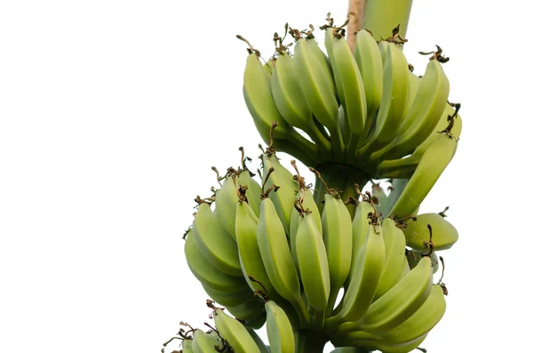 바나나의 풍부한 맛 — 스톡 사진
