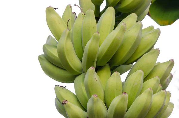 Bananas Galore — Stock Photo, Image