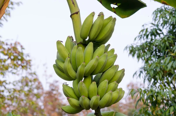 Plátanos en abundancia — Foto de Stock