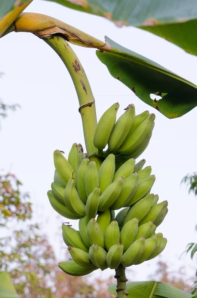Plátanos en abundancia — Foto de Stock