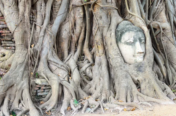 Kamienna głowa traped budda w korzenie drzew. — Zdjęcie stockowe