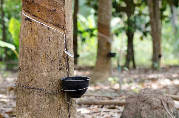 Milk of rubber tree flows into a back bowl. — Stock Photo, Image
