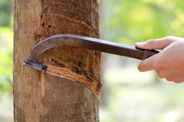 Tocar látex de un árbol de goma . Imagen de stock