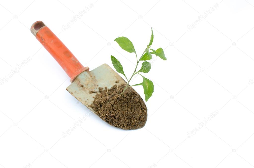 Transplant of a tree and garden tools on a white background.