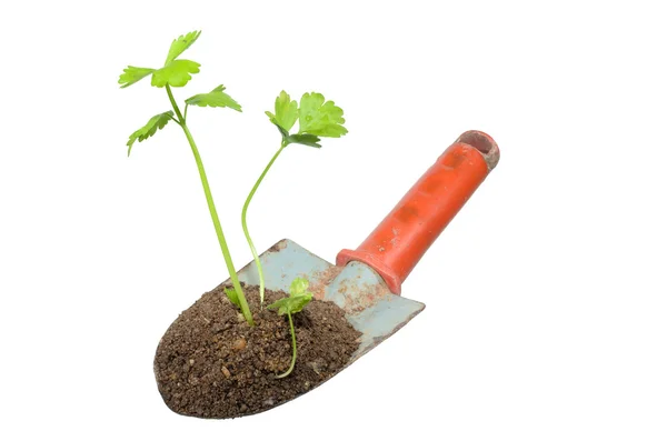 Paleta de jardinería y plantar en un aislado . — Foto de Stock