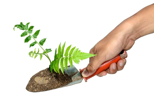 Hand grip een tuinieren Troffel en plant op een isolaat. — Stockfoto