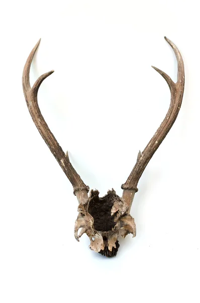 This is horns of deer very well kept. — Stock Photo, Image