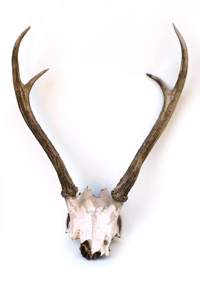 This is horns of deer very well kept. — Stock Photo, Image