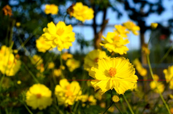 Flores amarelas florescendo no tempo da primavera . — Fotografia de Stock