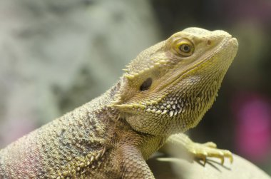 Sakallı agama portresi.