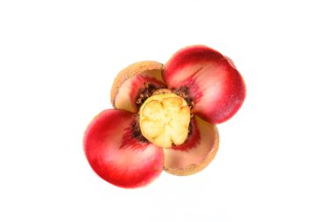 kwiat miąższ na białym tle