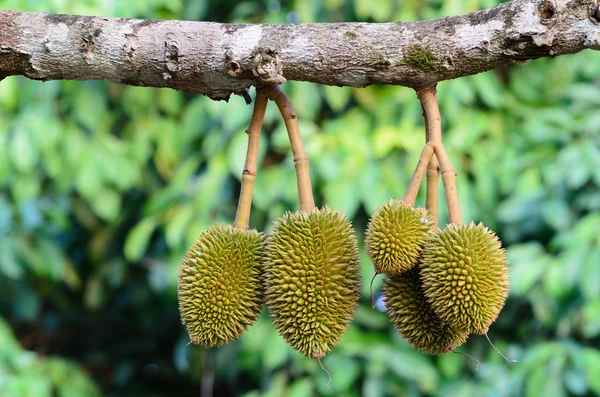 Young durian on its tree in the orchard — Stock Photo, Image