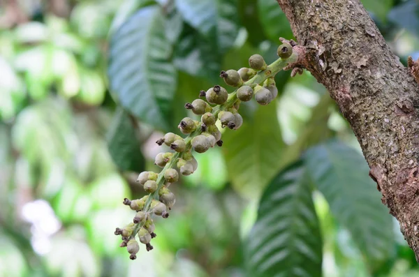 Flower of wollongong tropical fruit at the south of thailand — Stock Photo, Image