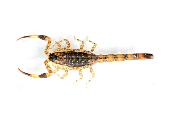 Brown Scorpion on top a white background — Stock Photo, Image