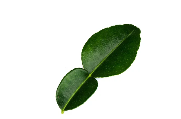 Φύλλα λάιμ. — Φωτογραφία Αρχείου