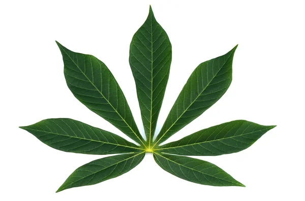 Beautiful Cassava leaf on white. — Stock Photo, Image