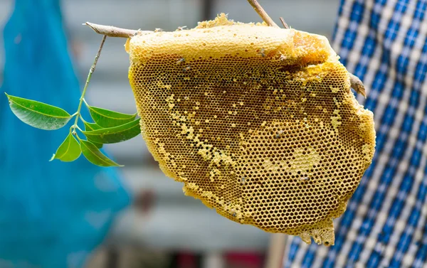 Gros plan en nid d'abeille Images De Stock Libres De Droits