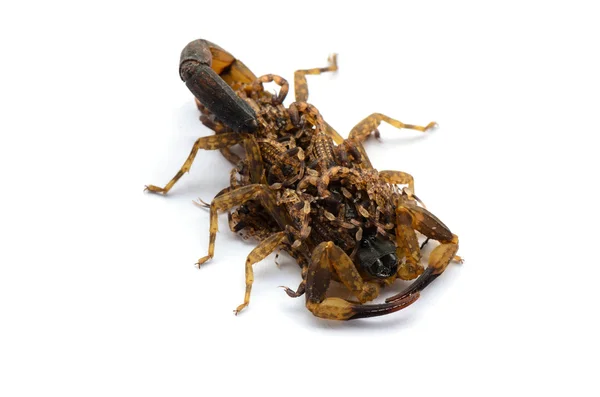 Дети скорпионов на спине матери — стоковое фото