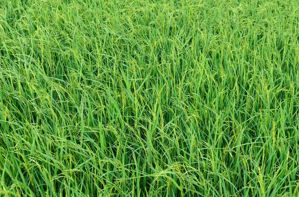 Neloupaná rýže v poli — Stock fotografie