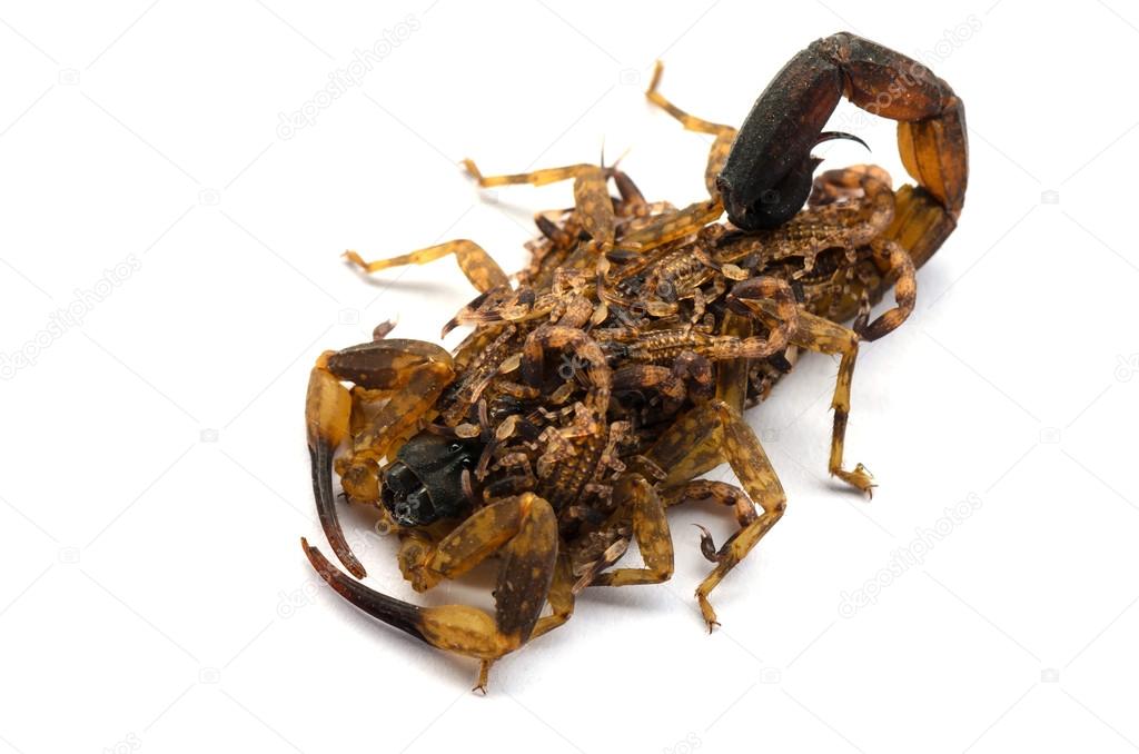 Scorpion babies on back of mother