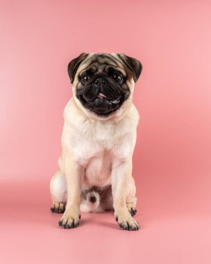 Cute Pug dog sitting on pink background.