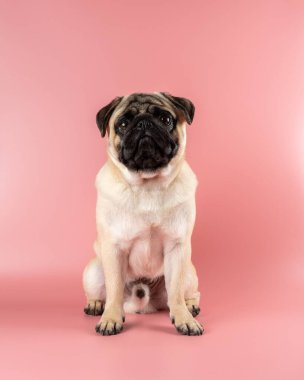 Cute Pug dog sitting on pink background.