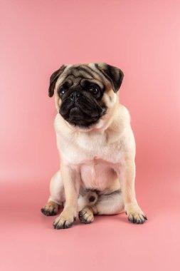 Cute Pug dog sitting on pink background.