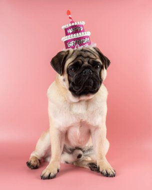 Komik Pug köpeği pembe mutlu yıllar şapkası takıyor pembe arka planda.