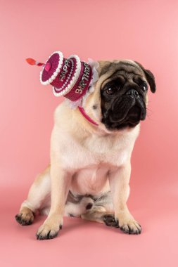 Funny Pug dog wearing pink happy birthday hat on pink background.