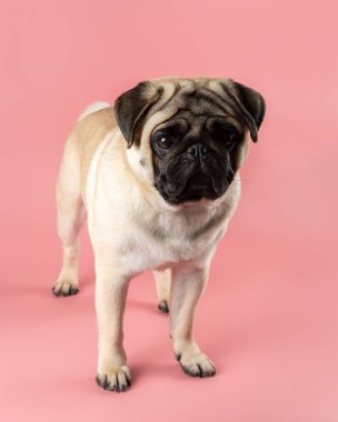 Pembe arka planda sevimli pug dog.