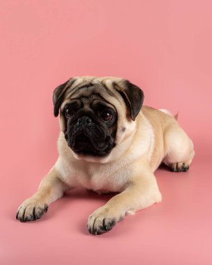 Cute Pug dog sitting on pink background.