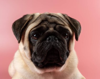 Tatlı Pug köpeği pembe arka planda oturuyor..