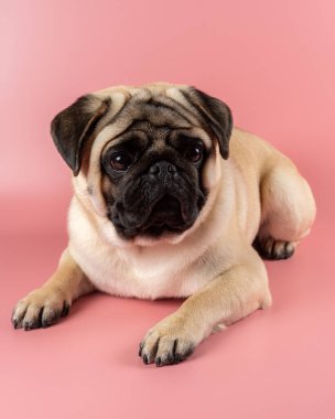 Cute Pug dog sitting on pink background.