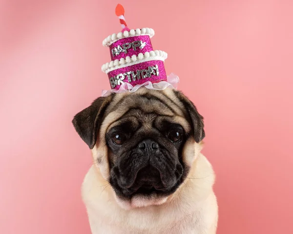 Funny Pug dog wearing pink happy birthday hat on pink background.