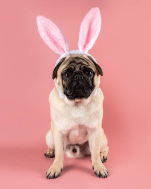 Komik Pug köpeği pembe arka planda Paskalya tavşanı kulağı takıyor..