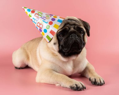 Komik Pug köpeği pembe arka planda mutlu yıllar şapkası takıyor..