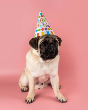 Komik Pug köpeği pembe arka planda mutlu yıllar şapkası takıyor..