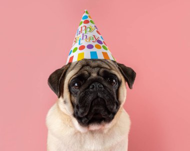 Komik Pug köpeği pembe arka planda mutlu yıllar şapkası takıyor..